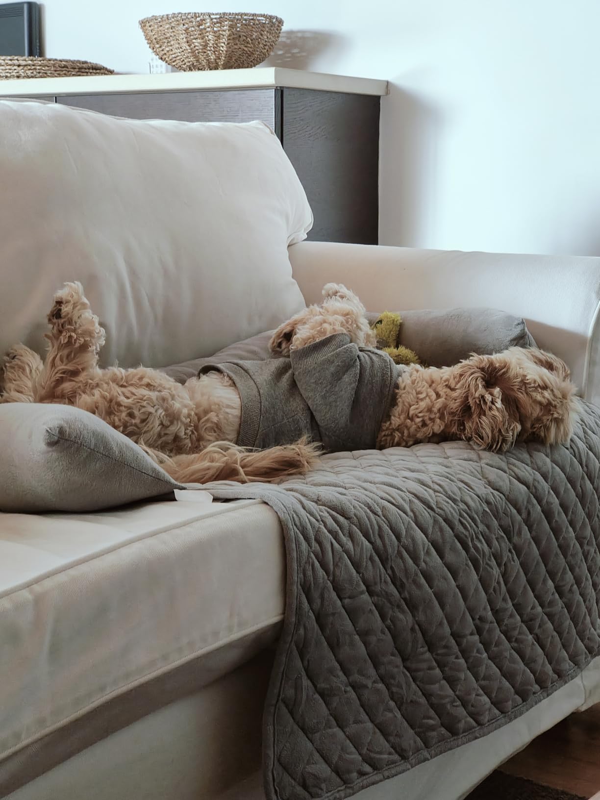 Cuccia per Cani e Gatti da Divano