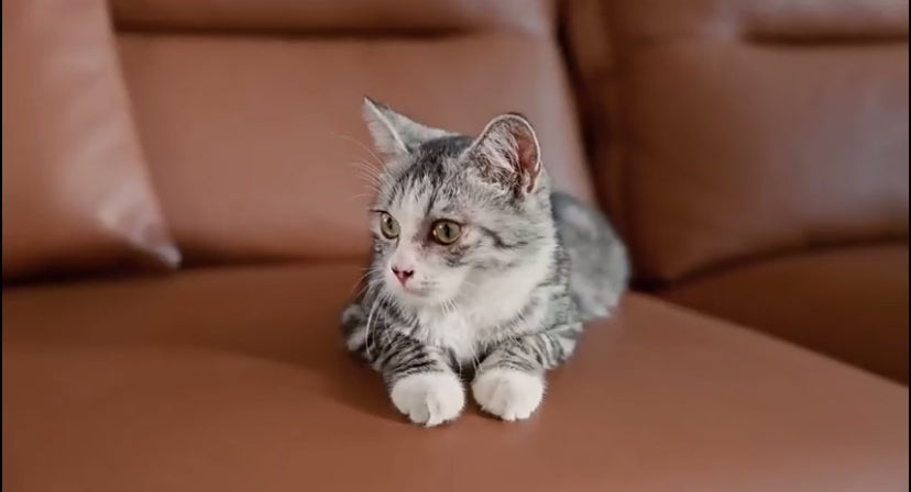 Carica il video: 